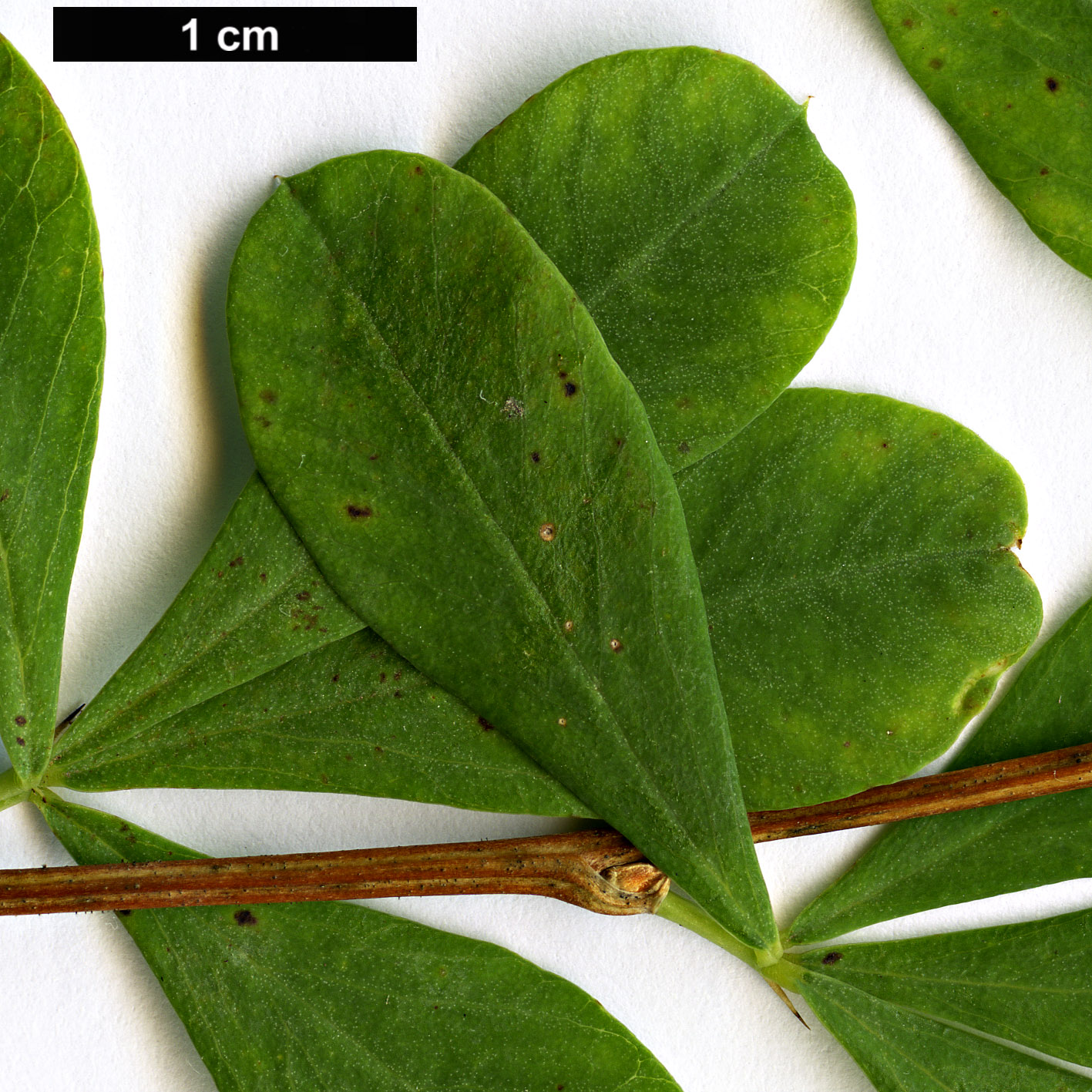 High resolution image: Family: Fabaceae - Genus: Caragana - Taxon: frutex